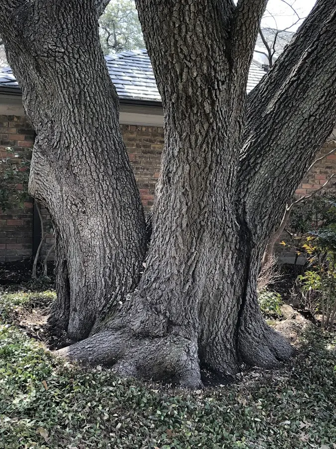 Mature heritage tree close to a Newark Valley property cared for by certified arborists